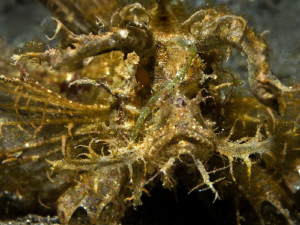 Pteroidichthys amboinensis (Ambon scorpionfish) by Alex Varani 